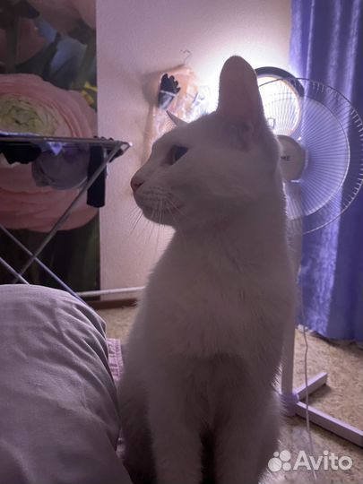 В очень добрые руки