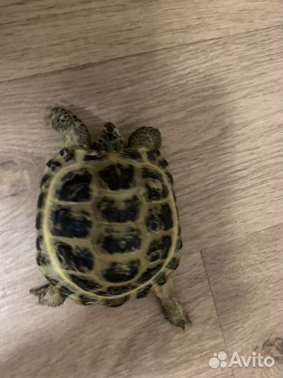 Черепаха сухопутная
