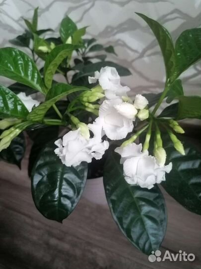 Табернемонтана махровая