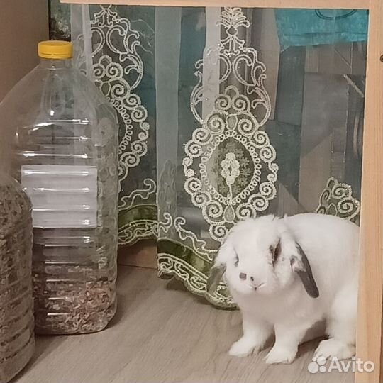 Декоративный вислоухий кролик