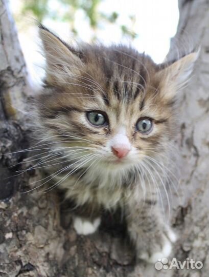 Бусик сибирский котенок ищет дом