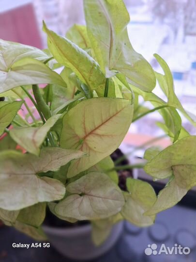 Сингониум Плам Алюжн гибридный кустовой