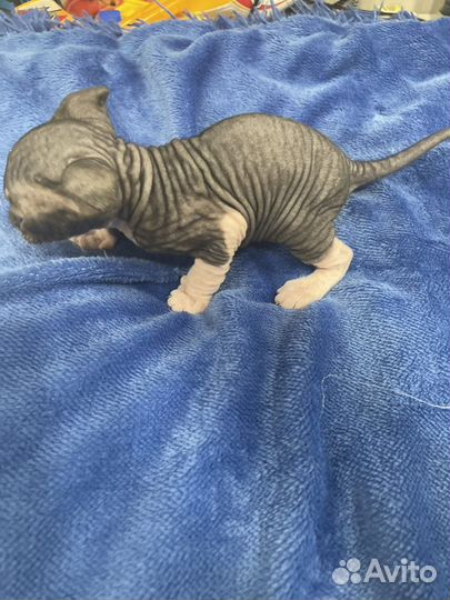 Украинский Левкой