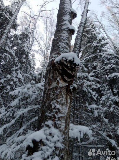 Чага березовая сушеная от сборщика