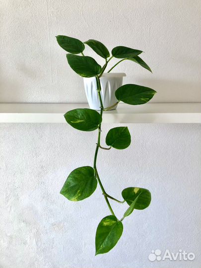 Продам сциндапсус голландский пестролистный