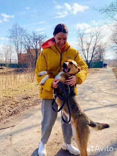 Славный пёс в приюте