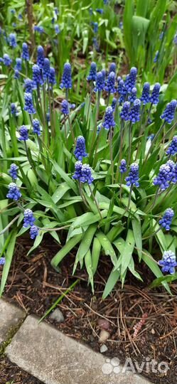 Первоцвет Мускари