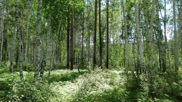 Участок 80 сот. (СНТ, ДНП)