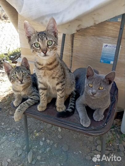 Котята в добрые руки