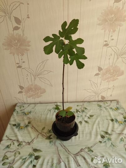 Инжир комнатный