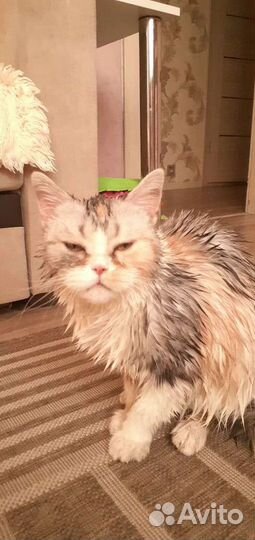 Кошка в добрые руки