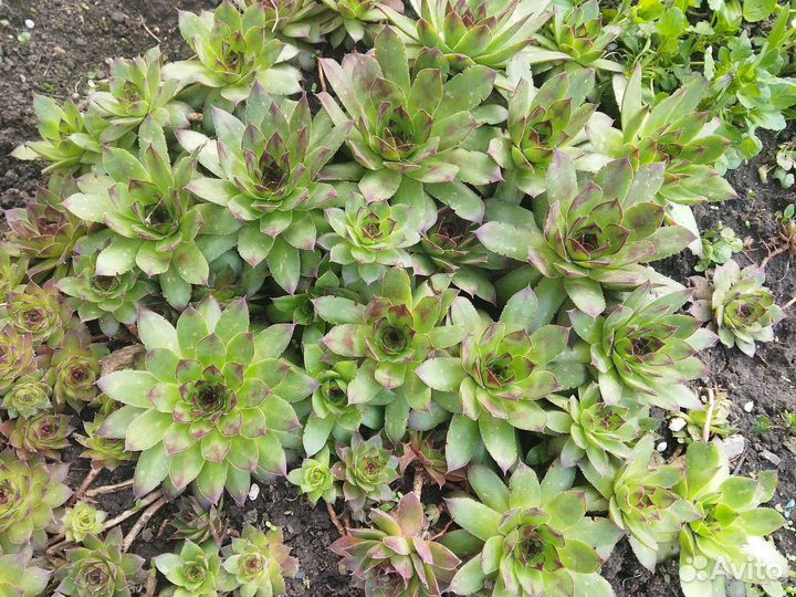 Суккуленты, каменная роза(молодило)