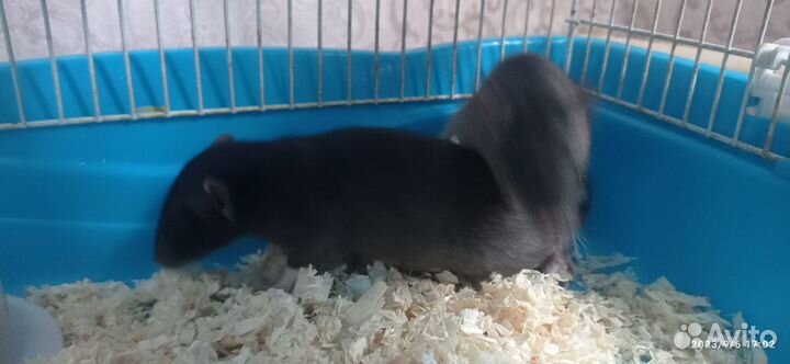 Два крысëнка