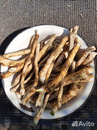 Корень хрена яйца домашние