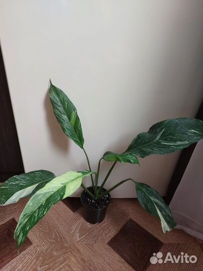 Спатифиллум вариегатный