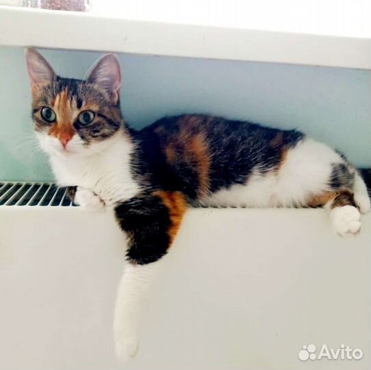 Трёхцветная кошечка на счастье