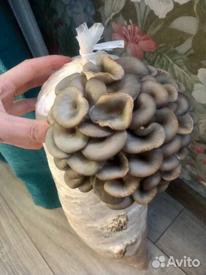 Мицелий грибов Вешенка интересно просто и вкусно