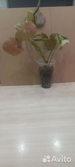 Продам цветок сингониум неон