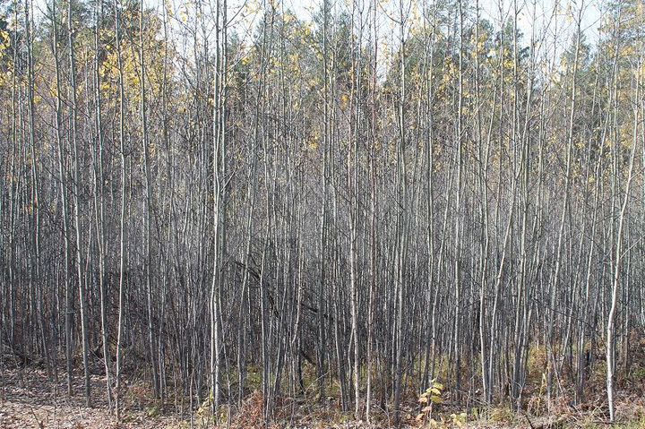 Участок 20 сот. (ИЖС)