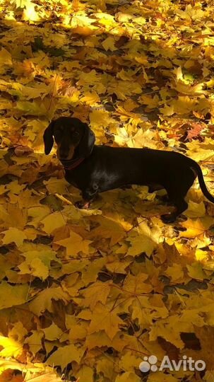 Кроличья такса вязка