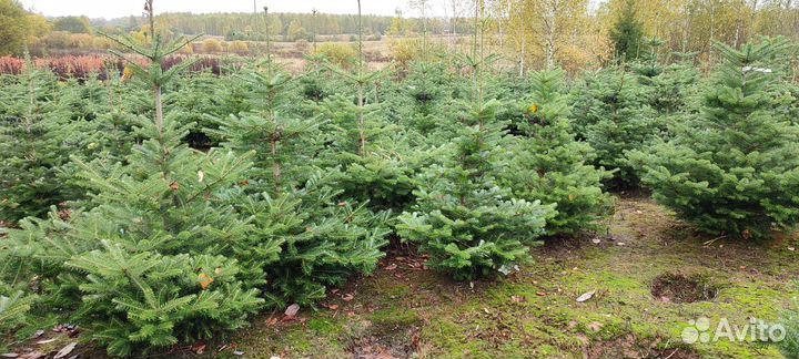 Питомник хвойных растений