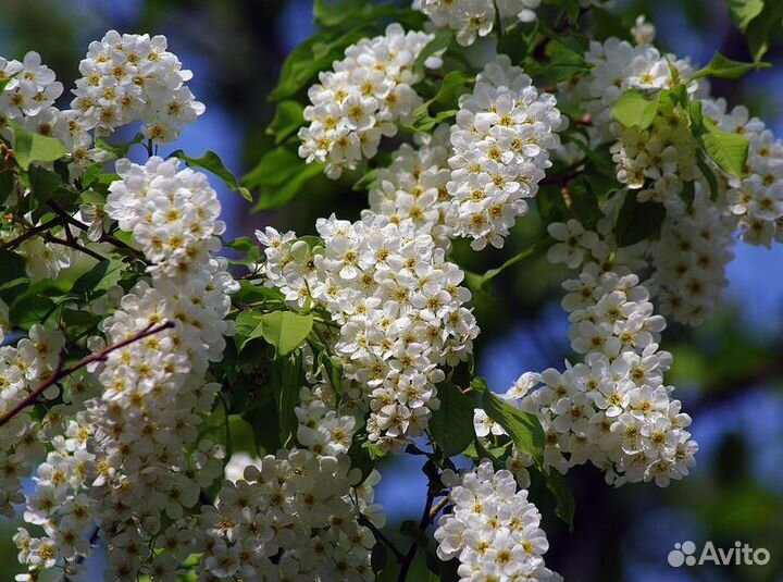 Саженцы Черемуха