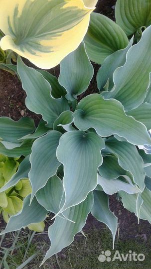 Хосты с плотными листьями