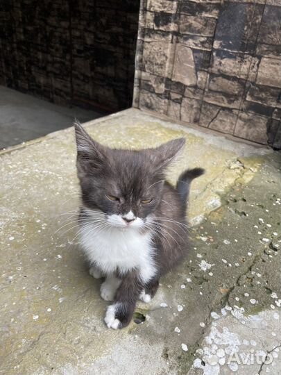 Кошки в добрые руки бесплатно