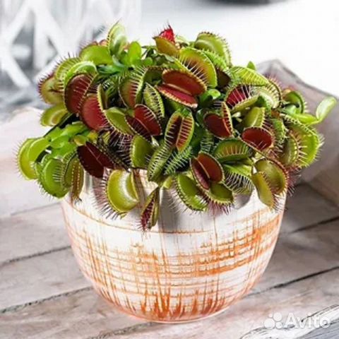 Семена хищных комнатных растений