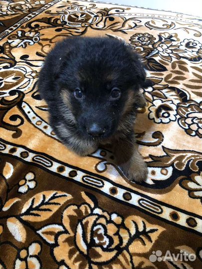 Щенки немецкой овчарки