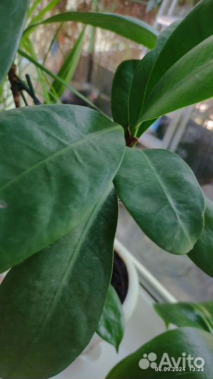 Фикус каучуконосный