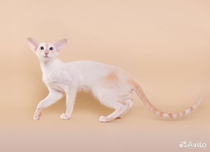 Сиамо-ориентал