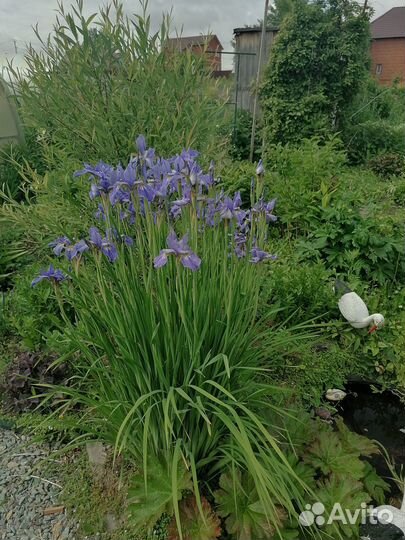 Многолетки для сада