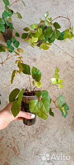 Циссус березка