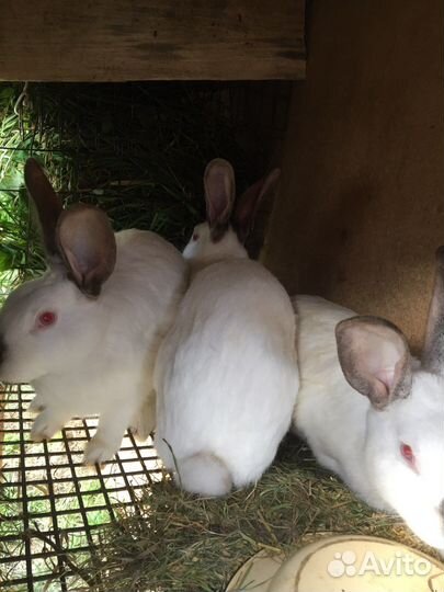 Продам кроликов