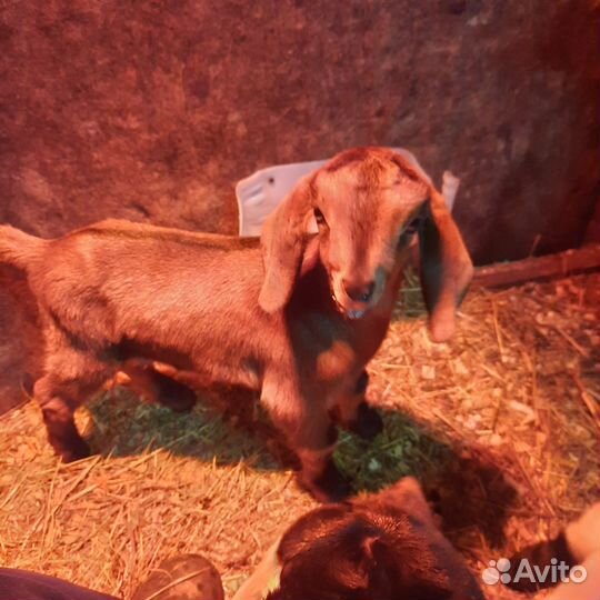 Продам козлика 50% мурсиана гранадина