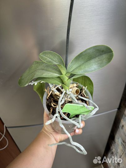 Бабочка и пелор Танго