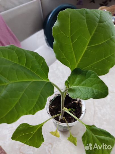 Рассада томата