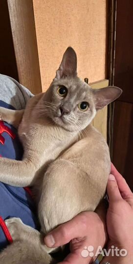 Вязка Европейская Бурма