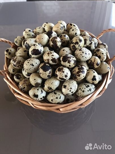 Перепела Техасс, Селадон