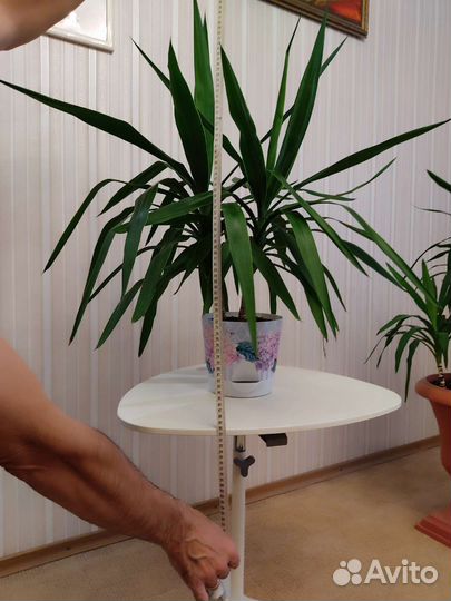 Пальма юкка