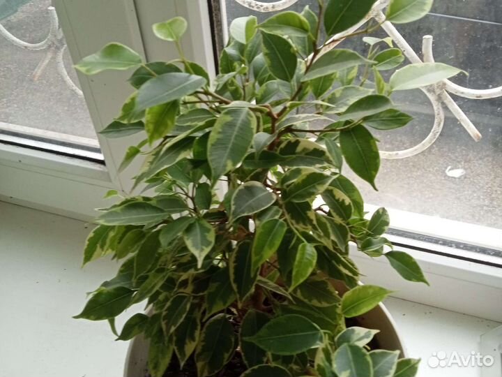 Комнатные и клумбовые цветы