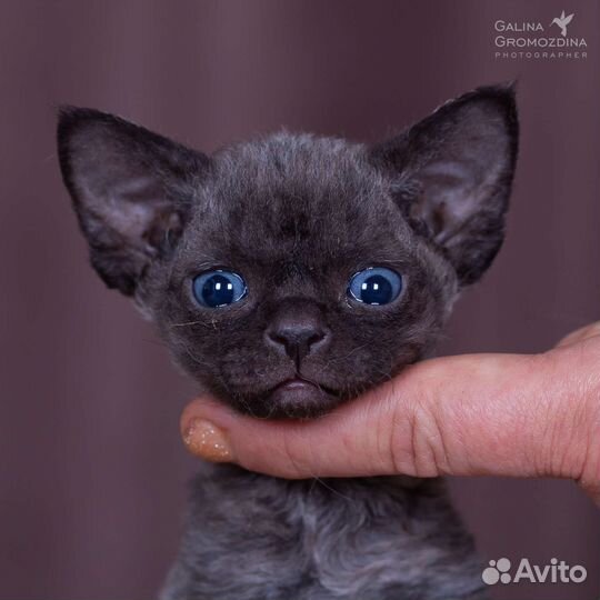 Котята девон-рекс