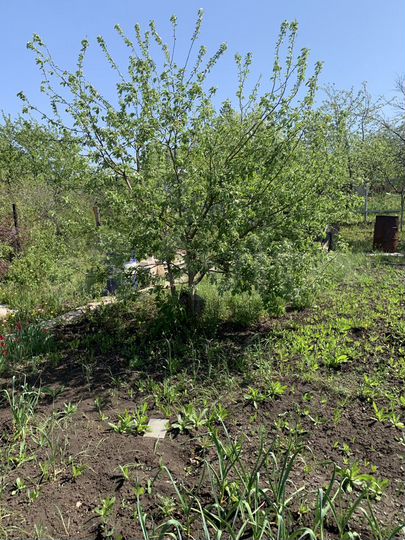 Дача 20 м² на участке 6 сот.