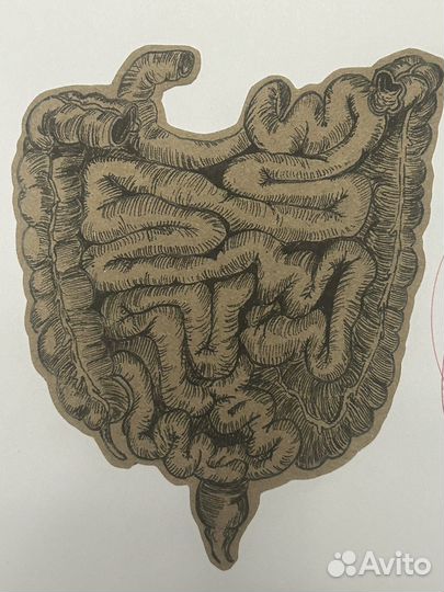 Рисунки на анатомию