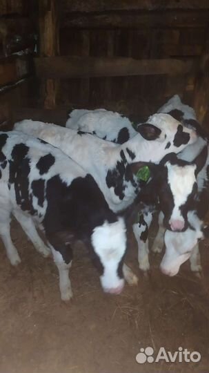 Телки быки коровы