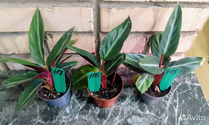 Строманта Марун