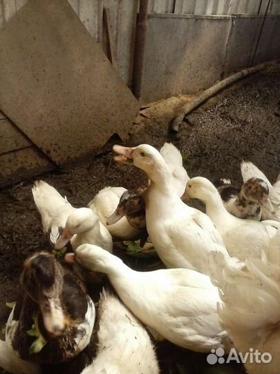 Мускусные утки обмен, продажа