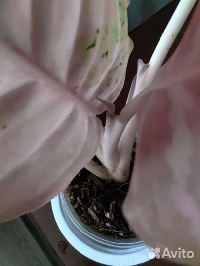 Аглонема бидодари