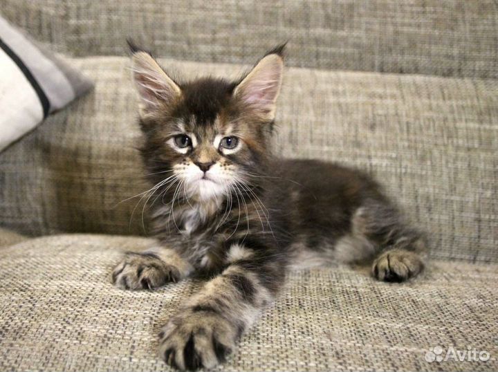 Котёнок Мейн куна девочка